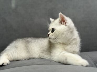 продаю музоо торпок корова самка бык самец айрширская ангус алатауская на забой для разведения на откорм племенные нетель привязанные: Скотиш Страйт (Шотландская прямоухая), 3 месяца, Мальчик, Серебристая шиншилла, Приучена к лотку, Проглистована
