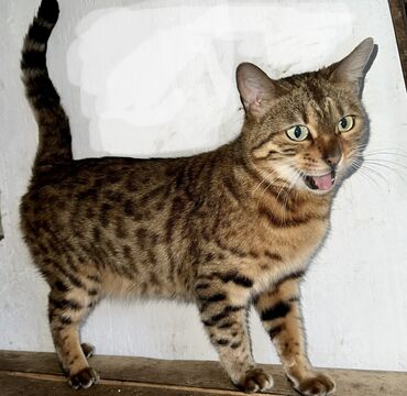 кот бенгальский: Продается взрослая бенгальская кошка не стерильная! проглистована, с