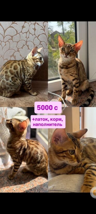 купить клетку для собаки бу: Бенгальский котенок. - Яркий леопардовый окрас с крупными розетками