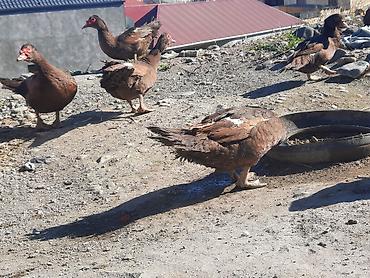 xas: Muscovy ördəkləri (indoutka) – qəhvəyi rəngdə sürü - Cins — 5