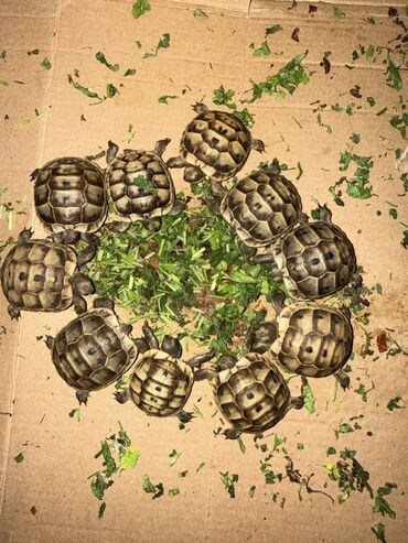 Digər heyvanlar: Məhsul: Kiçik quru tısbağaları Təsvir: - Ovuc boyda, zolaqlı-qəhvəyi — 15