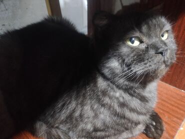 Продажа кошек: Ангорская, 10 месяцев, Девочка, Белый, Приучена к лотку — 11