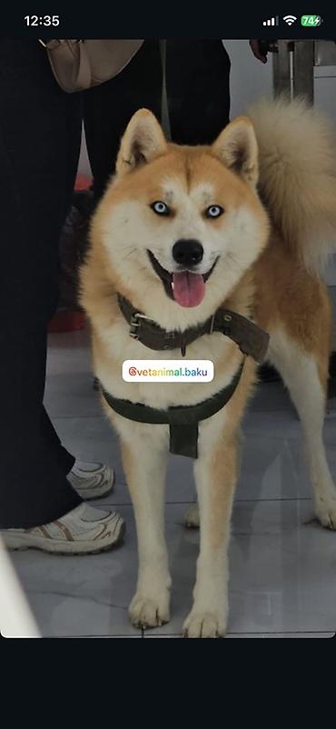 pug it: Akita-inu, 2 il, Erkək, Peyvəndli — 3