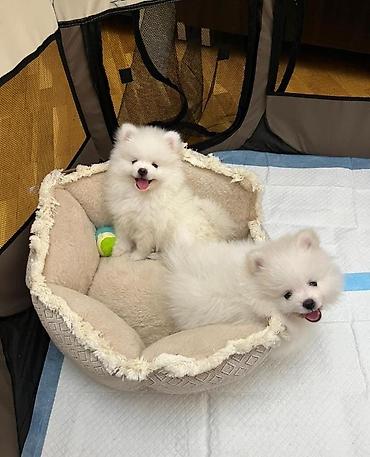 labrador iti: Saf qan mini pomeranlar 2 ayliq oynagan usaqli ailelere uygun — 1