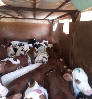 Dana, buzov: Dana, buzov, Dişi, Simental, ay: 1, Damazlıq, Ətlik, Rayonlara çatdırılma, Pulsuz çatdırılma, Ödənişli çatdırılma — 25