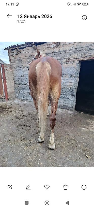 Лошади, кони: Продаю | Кобыла (самка) | Рабочий — 9
