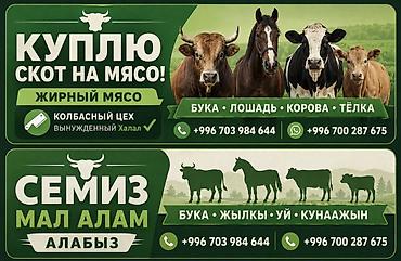 куплю мясо свинины: Колбасный цех : Коровы, быки, | На забой, на мясо — 1