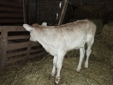 айрширская порода коров цена: Продаю | | Айрширская | Для разведения, Для молока