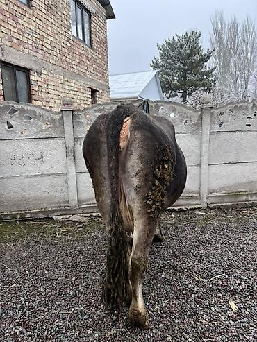 Коровы, быки: Продаю | Корова (самка) | Алатауская | Для молока — 9