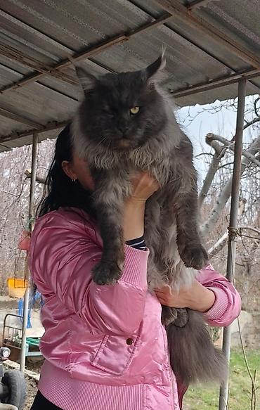 кролики бишкек: Вязка: Мейн-кун, Мальчик, 2 года, С документами, С прививками — 1
