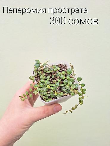 Другие комнатные растения: • Комнатные растения (укоренённые черенки/детки/молодые — 11