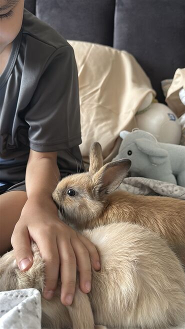 чистокровные немецкие овчарки: ✌🏻 Один остался🐰 🥰Малыш, львиноголовый, чистопородный🐰🥰 12 июня