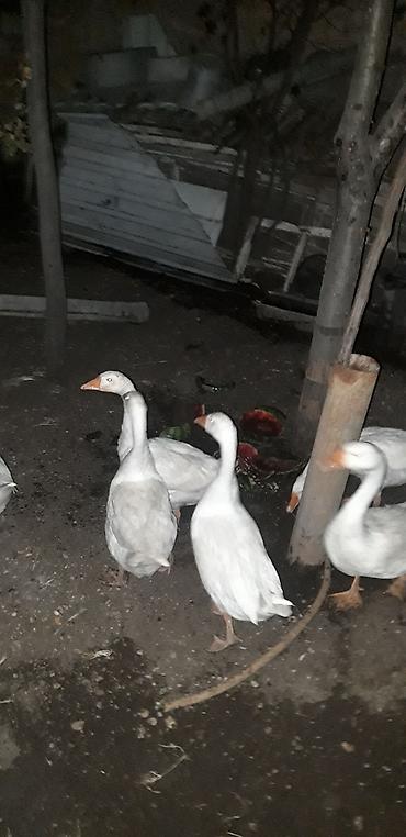 qus: Məhsul: Rusiya (Rus) qazları Təsvir: - Ağ lələkli, narıncı dimdikli — 2