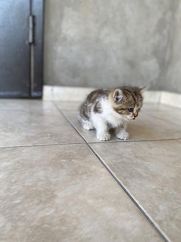 кошка британская: Шотландские вислоухие котята (Scottish Fold) Все мальчики К лотку — 4