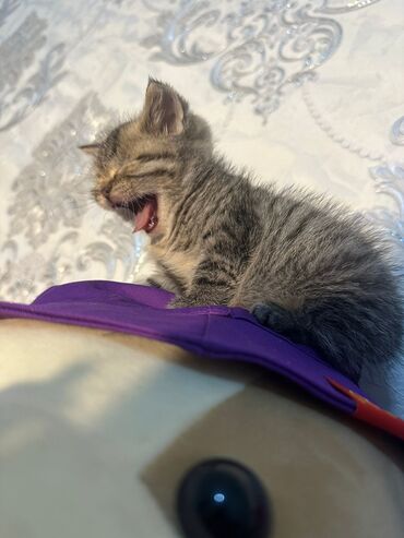 Pişiklər: Britan yastı qulaq, Erkək, Dişi, Yaxşı əllərə, Ünvandan götürmə, Pulsuz çatdırılma, Ödənişli çatdırılma — 141