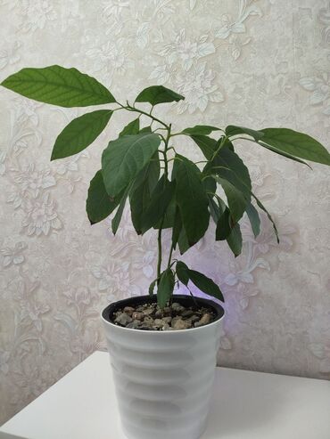 опрыскиватель садовый бишкек: Продаю дерево Авокадо. В горшке 2 ствола и 1 детёныш. Растение