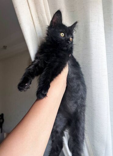 купить сибирского котёнка: Турецкая ангора, Самец, Самовывоз