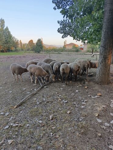 qurbanliq quzu: Quzu, Dişi, Qala, ay: 7, 18 kq, Damazlıq, Südlük, Ünvandan götürmə, Ödənişli çatdırılma, Rayonlara çatdırılma