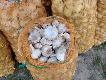 nutrilite чеснок in Кыргызстан | ВИТАМИНЫ И БАДЫ: Куплю чеснок