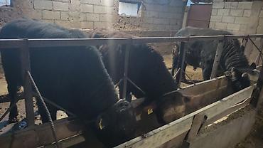 Коровы, быки: Продаю | Бык (самец) | На откорм | Привязанные — 14