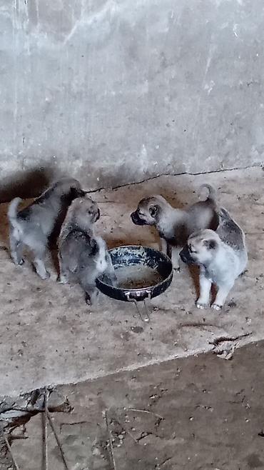 dog argentina: Kanqal, 1 ay, Erkək, Peyvəndli, Ödənişli çatdırılma — 4