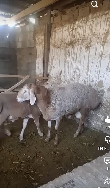 шприц для животных: Сатам | Ургаачы кой (ургаачы), Козу, Кочкор (эркек) | Арашан | Көбөйтүү үчүн
