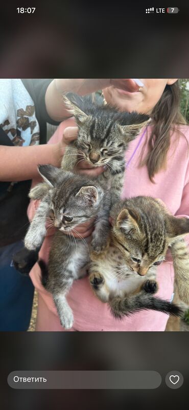 бесплатные котята: Отдам котят даром 2мяс