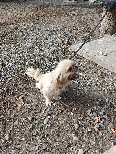qanqalın ölçüsü: Pekines, 1 il, Dişi, Ödənişli çatdırılma — 1