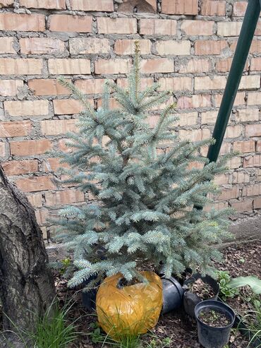 голубой эль: Семена и саженцы Самовывоз, Платная доставка