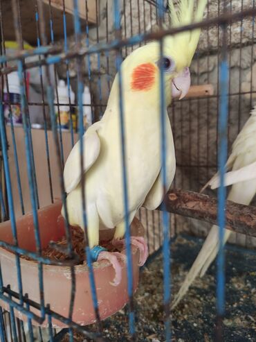 Tutuquşları: Temiz lutino Korella bir ededi 60 azn Qirmizi göz lutino Nymph paraket — 9