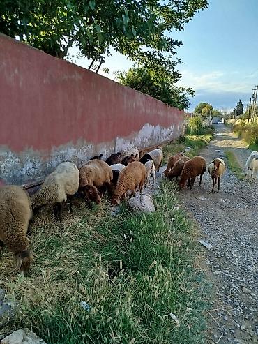 ereb kecileri: Dişi, Alpine, il: 1, Damazlıq, Südlük, Ətlik, Ünvandan götürmə — 2
