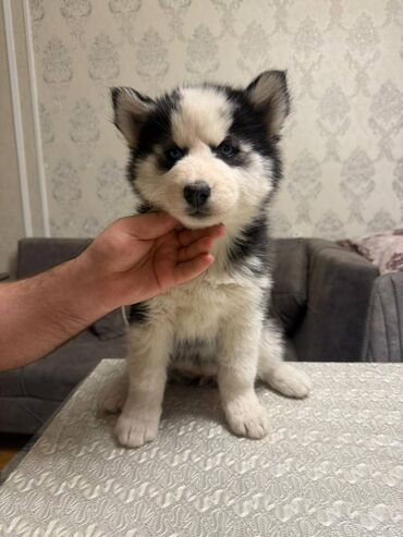 İtlər: - MALAMUT balasi: uzun tük, güclü quruluş, qəhvəyi,qara,boz rəngdə — 8