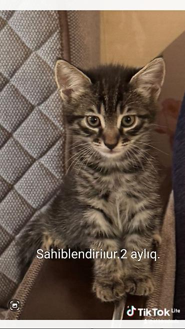 heyvan evleri: Tabbi, Yaxşı əllərə — 1