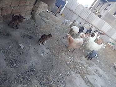 ucuz keci: Qoyun-keçi sürüsü satılır - Çoxsaylı müxtəlif cins və rəngdə keçilər — 1