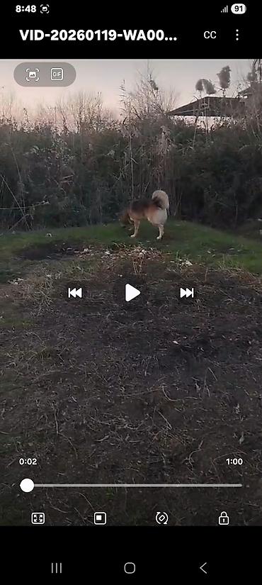 İtlər: Alman çoban iti — 1