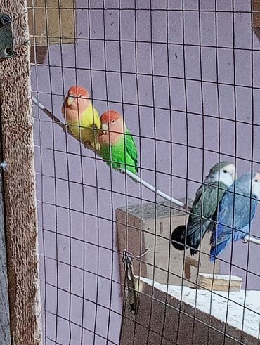 Tutuquşları: Bala veren cütler.Yuvaas bala al Tam sağlam quşlardı.Üiymət.topdan — 7