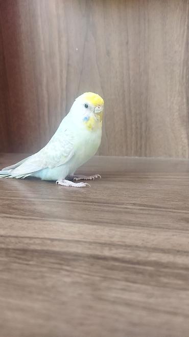 ev piwikleri: Məhsul: Dalmatian rəngli dalğalı papuqay (bajırıq) Təsvir: - Növ — 5