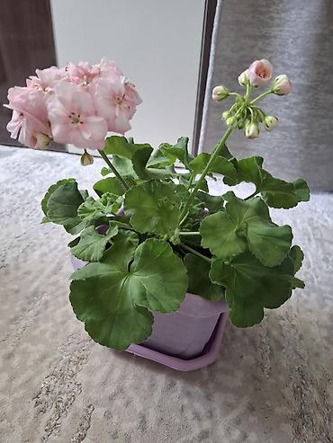 фрукты овощи: Пеларгония (герань) в горшке — крупные шапки насыщенно‑розовых и алых — 8
