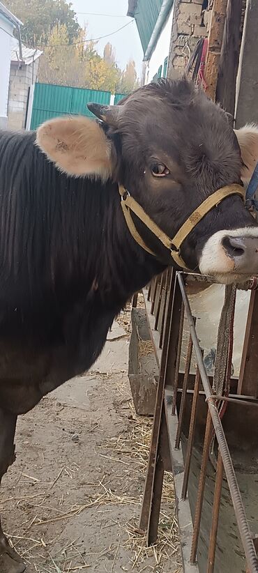 бычки теленок: Швиц бычок год и три месяцев рост1.30+