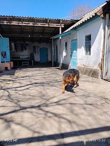 Продажа собак: Немецкая овчарка - Порода: немецкая овчарка (чёрно-рыжий окрас — 4