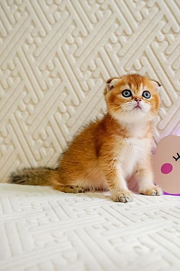 ragdoll pisik: Şotland yastı qulaq — 5