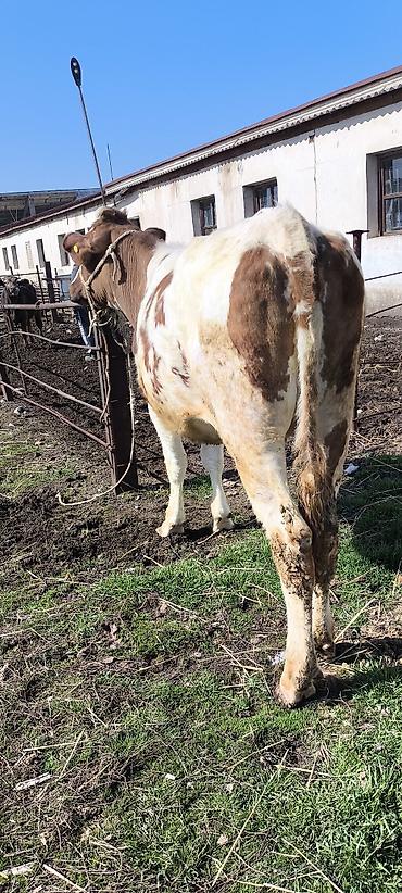 Коровы, быки: Продаю | Тёлка | Айрширская — 6