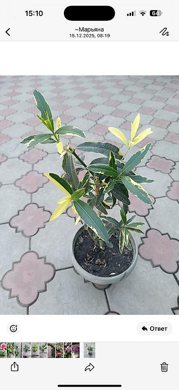 Фикусы: Комнатные растения — коллекция укоренённых саженцев и деток - Фикусы — 11