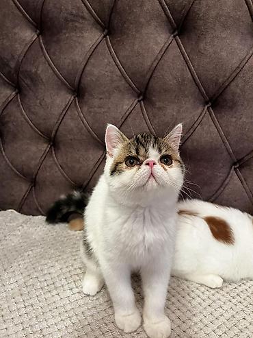 Mačke: Na prodaju egzotični kratkodlaki mačići (Exotic Shorthair) — 15
