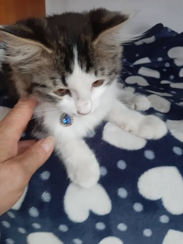 Отдам даром кошку: 2 месяца, Девочка — 12