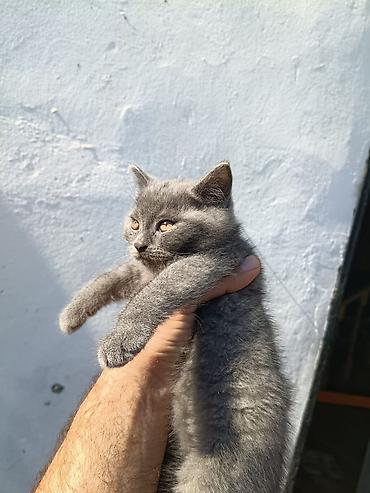 Кошки: Шотландская — 8