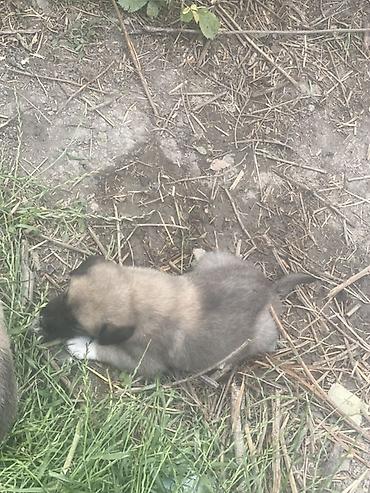 İtlər: 1 ay, Erkek, Peyvəndli, Ödənişli çatdırılma — 3
