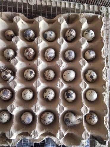 bıldırcın satılık: Bildirçin, qirqavuı əti və yumurtası. Bildirçin yumurtası 0,15 qəpik