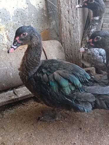 Digər heyvanlar: Salam şəkildə gördüyüvüz heyvanlar satılır 5 dənədi 2 erkək 3 dişidi — 1