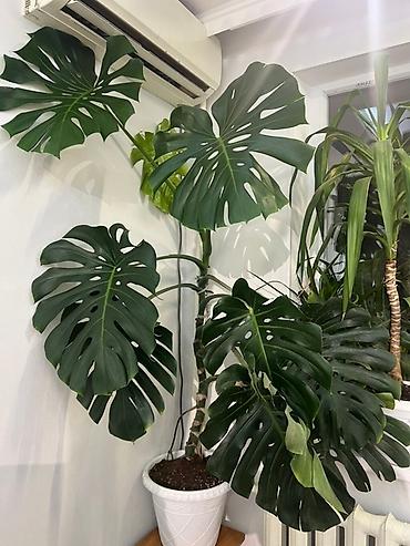 Монстеры: Монстера вариегатная (Monstera deliciosa variegata) — комнатное — 13
